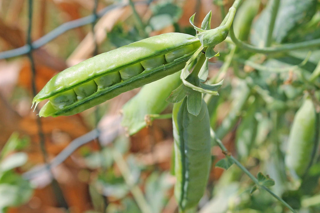 Ingredient Spotlight: AnaGain™ (Pea Shoot Extract)