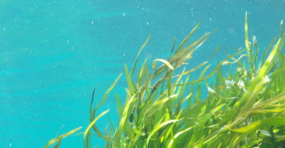 Ingredient Spotlight: Kelp (Iodine)
