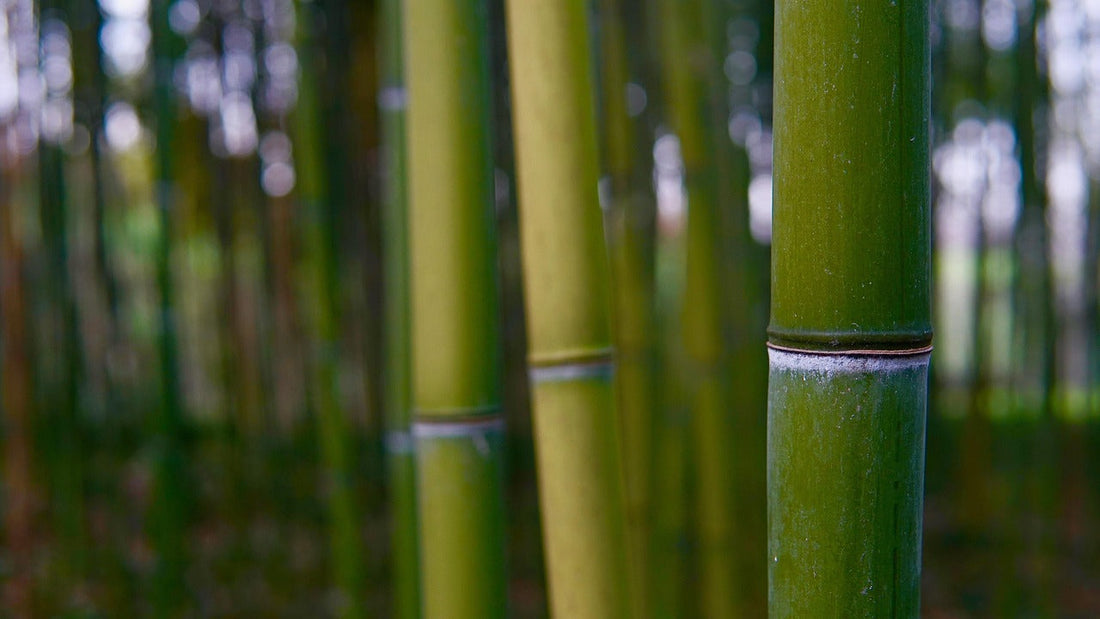 Ingredient Spotlight: Bamboo Extract (Silica)