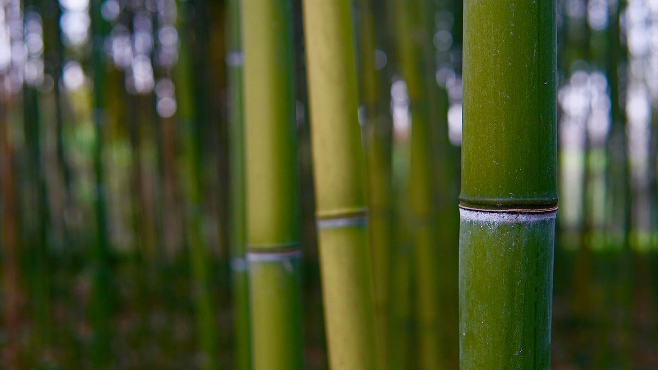 Ingredient Spotlight: Bamboo Extract (Silica)