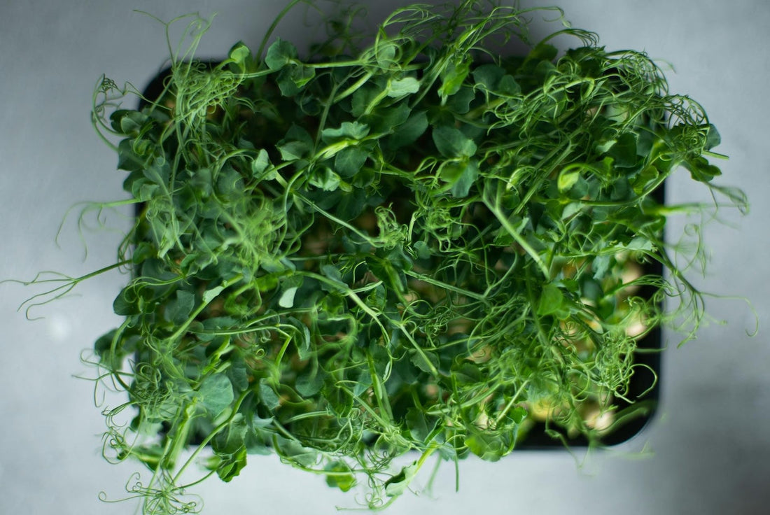 Spermidine, Pea Shoots, and Hair Growth: The Science Behind Plant-Based Hair Regeneration